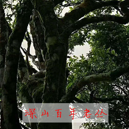 ˼·²ìø²è °ÙÄêÀÏèÈǧԪ¼¶µ¥èÈ·ï»ËÎÚá´µ¥´Ô²èÍ·50¿ËÊԺȲèÑù°üÓÊ