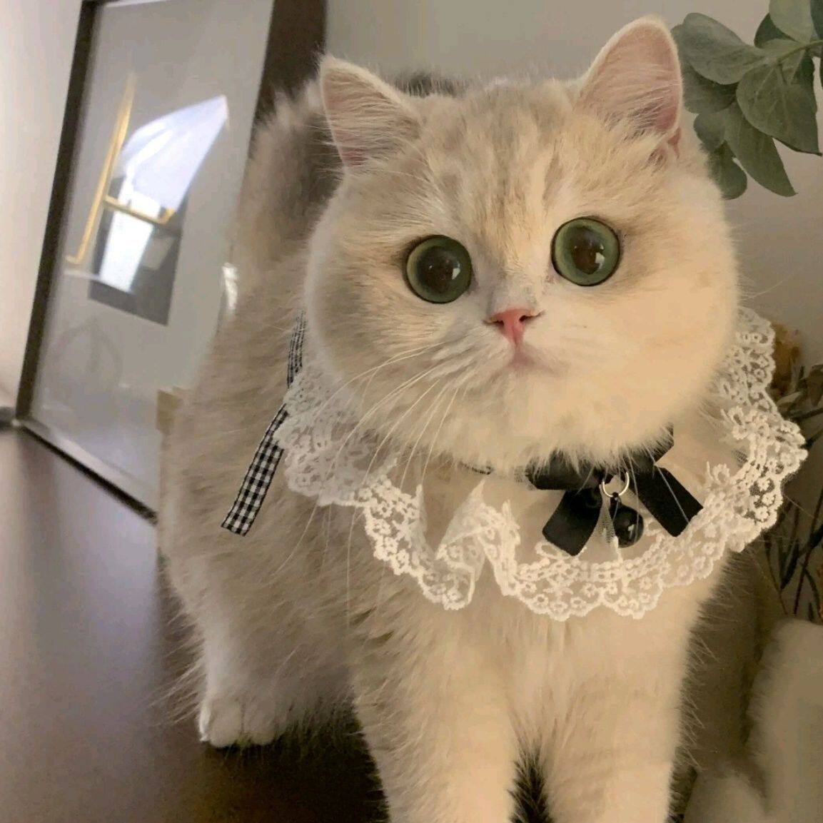 薄荷同款蝴蝶结铃铛猫咪项圈