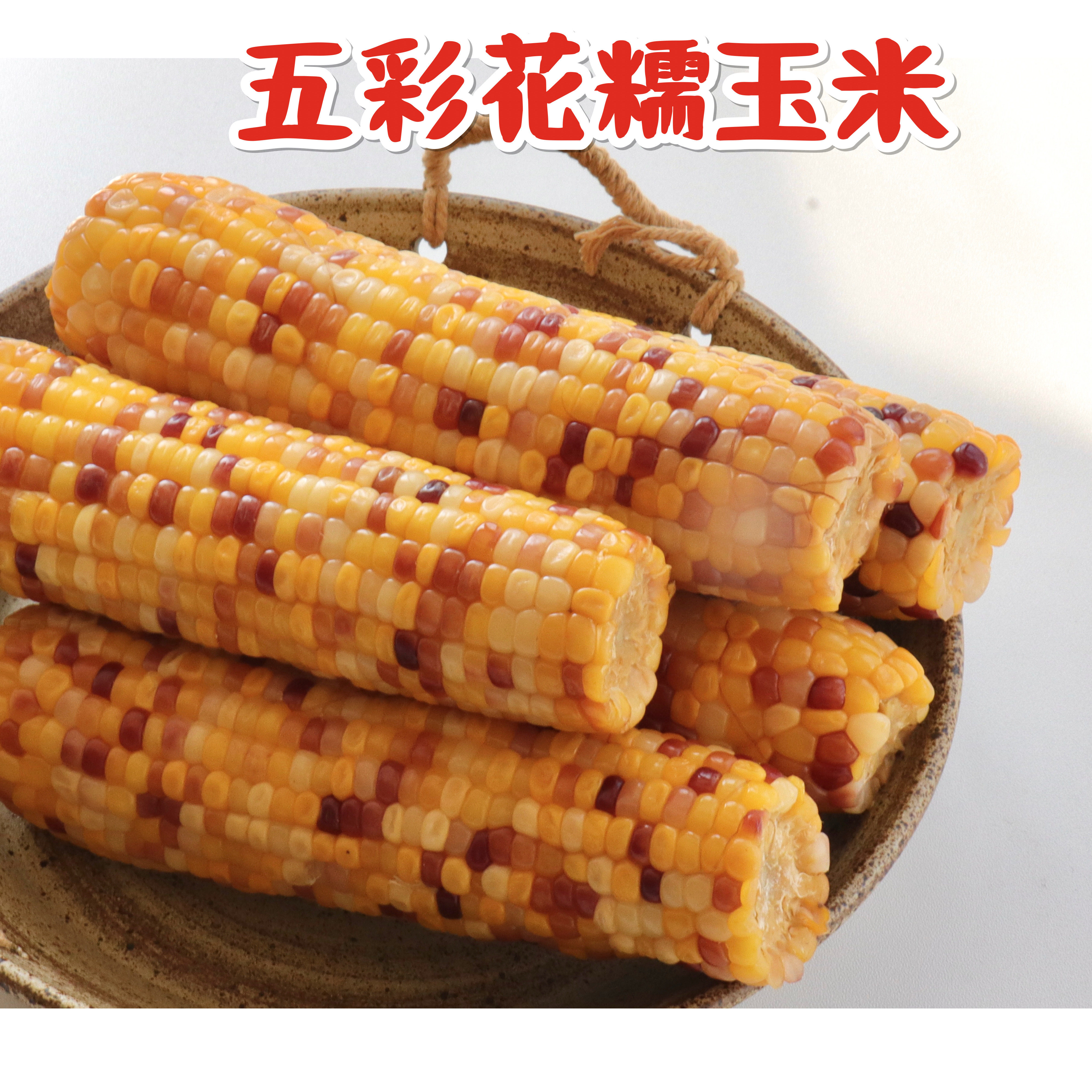 宋家农庄 山东非转基因有机五彩花糯玉米4斤包邮营养早餐软糯即食