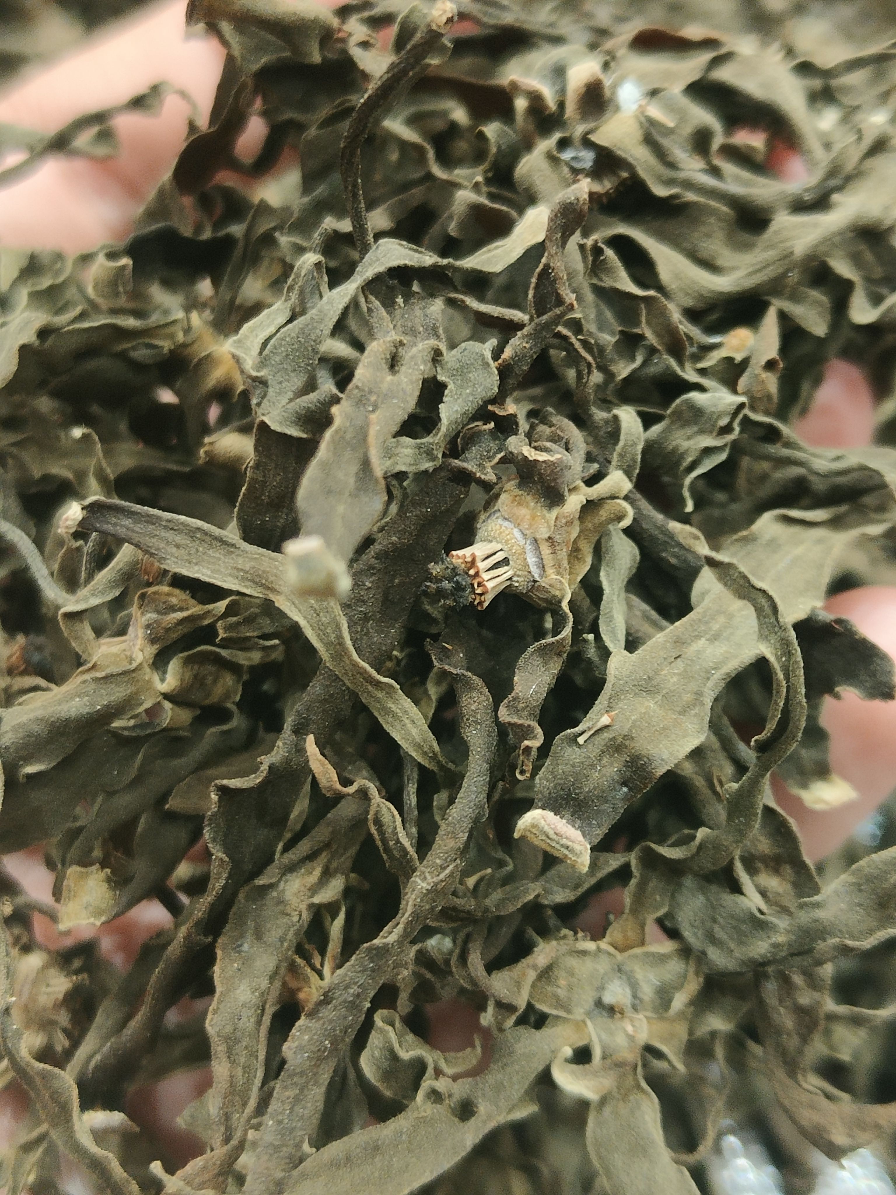 依兰花  依兰 依兰干花 完整 无杂质 香薰香料 合香