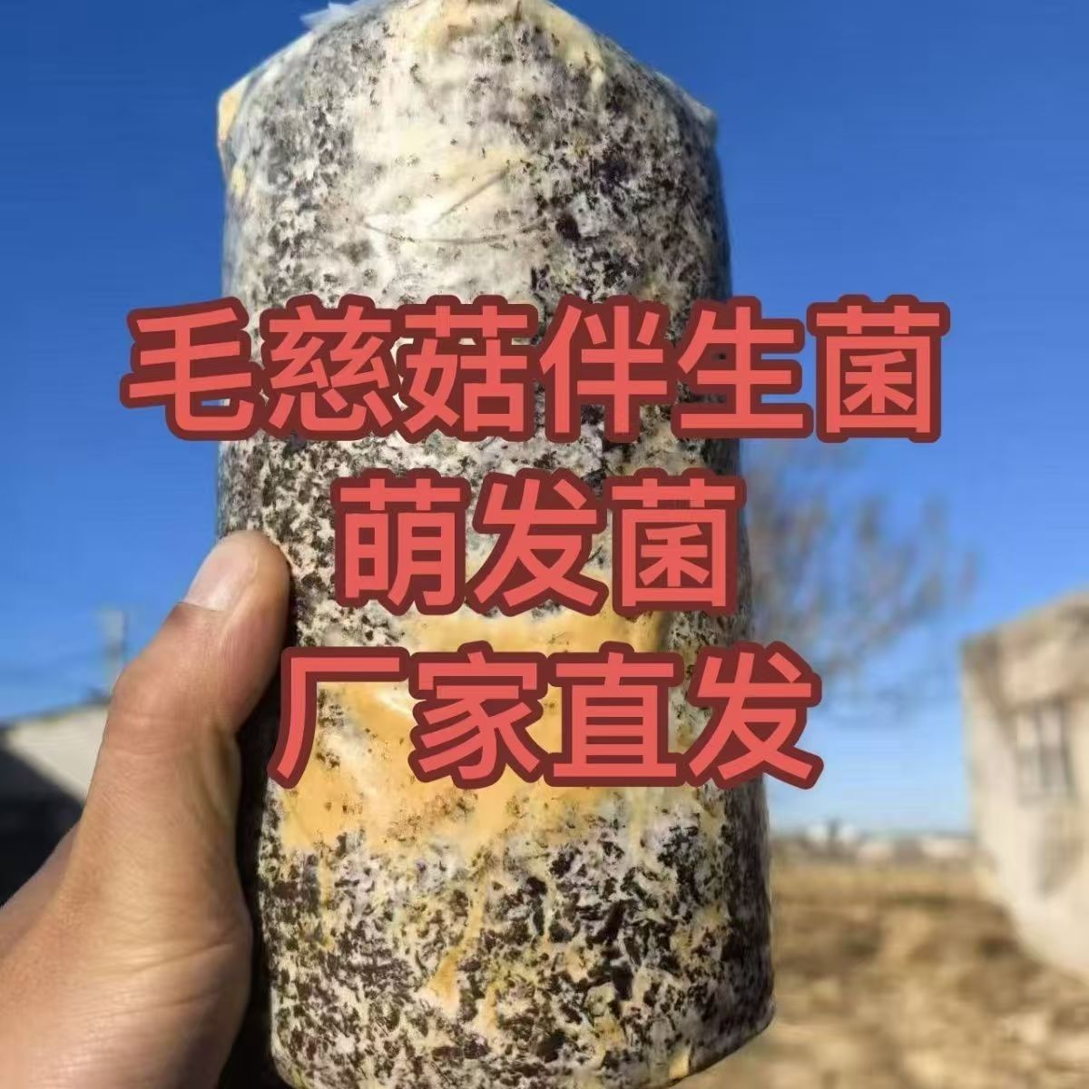毛慈菇冰球子伴生黄菌黄副毛菌栽培种工厂直销提供技术毛慈菇专用