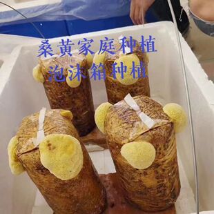 蘑菇桑黄菌包出菇包家庭种植姜黄技术新鲜发酵桑黄菌棒菌种家种