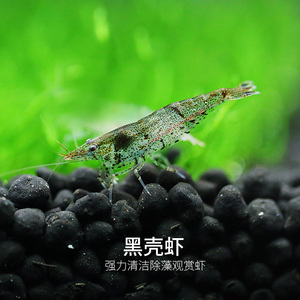 黑壳虾 除藻虾水族箱鱼缸观赏虾水族箱鱼缸草缸宠物虾清洁虾工具