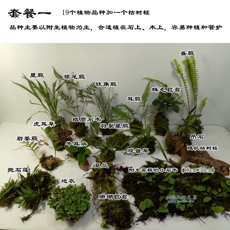 吸水石植物上水石假山绿植水陆缸雨林缸生态缸造景苔藓微景观盆景