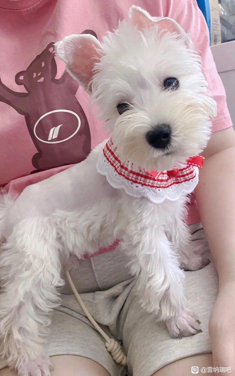 【北京犬舍】纯种雪纳瑞幼犬迷你围巾/口水巾