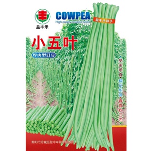 小五叶豇豆种子厚肉豆角种籽长绿白条江豆种籽四川春秋季蔬菜种孑
