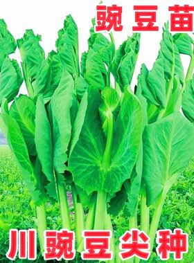 豌豆苗尖种子四川农家田园蔬菜籽