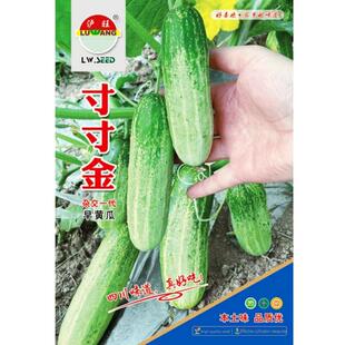寸寸金黄瓜种子早熟脆甜本土味黄瓜种籽旱黄瓜四川春季田园蔬菜孑