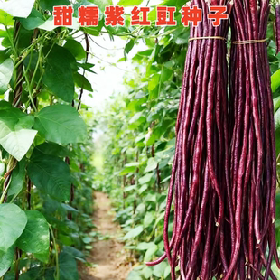 紫红豇豆种子春秋红长豆角种籽爬藤江豆四川春夏季耐热田园蔬菜孑