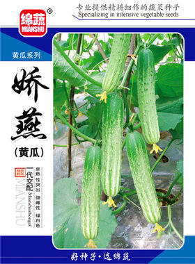 绵蔬黄瓜种子春季农家田园蔬菜籽