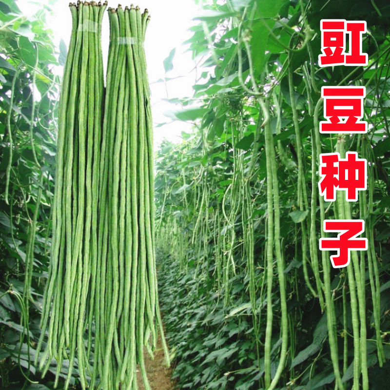 豇豆种子长豆角种籽江豆青绿白条架豆四川春夏秋季耐热田园蔬菜孑