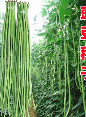 豇豆种子四川春季耐热田园蔬菜籽