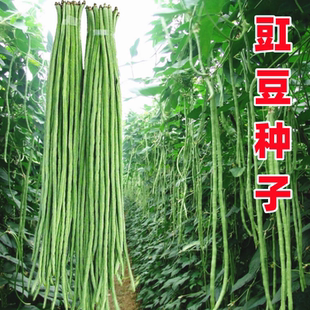 豇豆种子长豆角种籽江豆青绿白条架豆四川春夏秋季耐热田园蔬菜孑