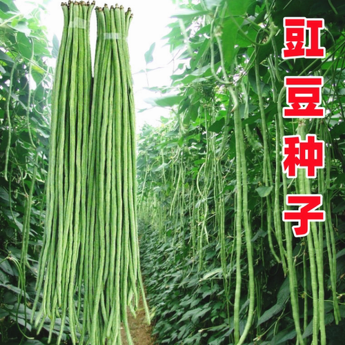 豇豆种子四川春季耐热田园蔬菜籽