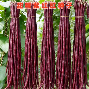 甜糯紫豇豆种子春秋红豇豆种籽长豆角种籽江豆四川春夏季蔬菜种孑