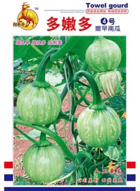 一串铃嫩早嫩南瓜种子春季蔬菜籽