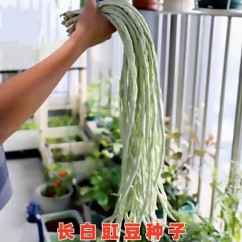 长白胖豇豆种子荚天下9号糯白豇