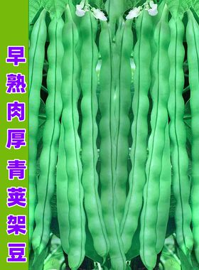 十粒青架豆种子春季田园种蔬菜籽