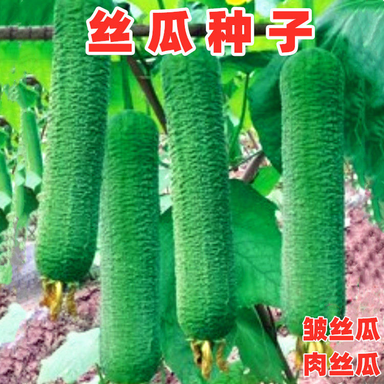 丝瓜种子皱皮肉丝瓜种籽早熟长香大肉丝瓜四川春季田园蔬菜苗种孑,鲜花速递/花卉仿真/绿植园艺,家庭园艺种子,淘宝优惠券,粉丝福利购,淘宝优惠卷