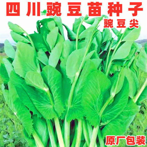 豌豆苗尖种子四川农家田园蔬菜籽