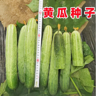 黄瓜种子杂交绿白黄瓜种籽白丝条二早子旱黄瓜四川春季田园蔬菜孑