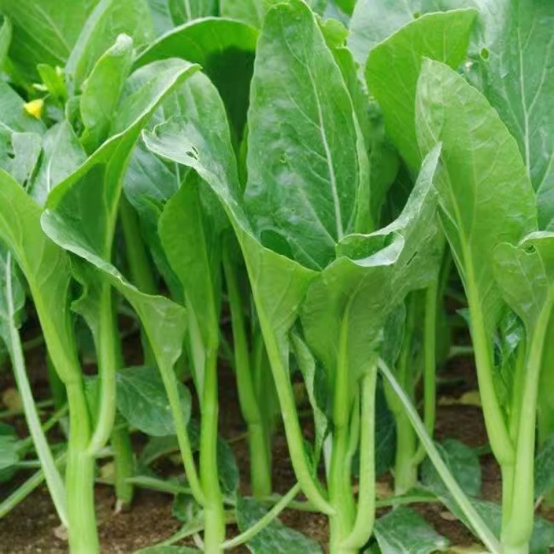 油青甜菜心种子菜苔田园种蔬菜籽