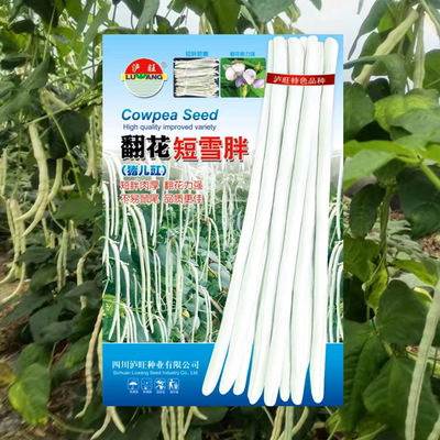 翻花短雪胖豇种子甜糯白露豇种籽