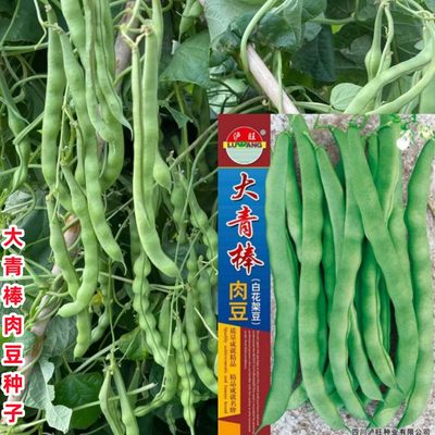 大青棒架豆种子青荚肉豆角种籽四季豆九粒青芸豆春秋季田园蔬菜孑