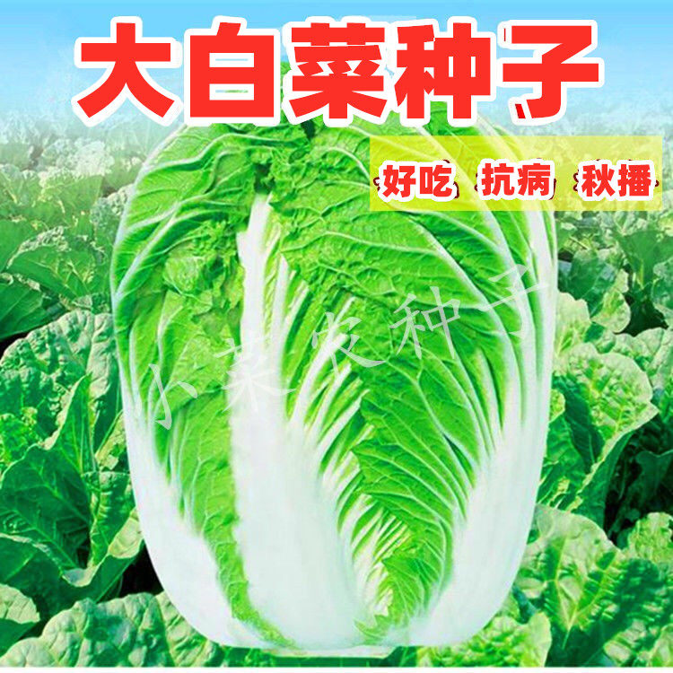 大白菜种子山东四号丰抗90青口白菜结球白菜种籽四川秋冬季蔬菜孑