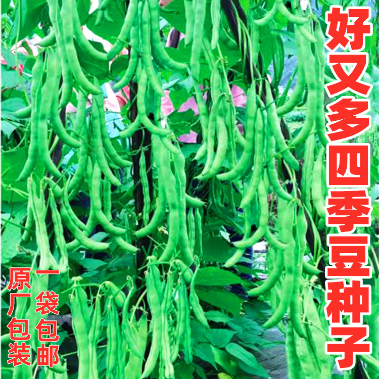 青荚肉棒豆四季豆种子春季蔬菜籽