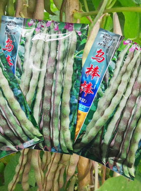 乌棒棒架豆种子春季四季豆角种籽