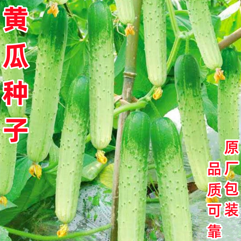 黄瓜种子口口脆水果黄瓜种籽旱黄瓜四川春秋季农家田园蔬菜苗种孑,鲜花速递/花卉仿真/绿植园艺,家庭园艺种子,淘宝优惠券,粉丝福利购,淘宝优惠卷
