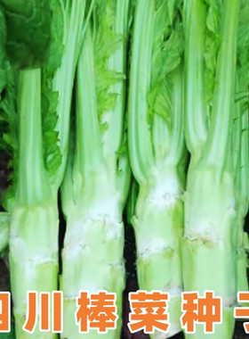 四川棒菜种子芥菜种青菜头蔬菜籽