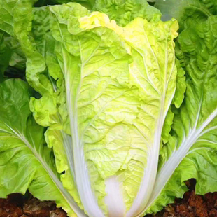 白菜种子下锅耙黄心白菜鸡黄芯白菜种籽娃娃菜种四川夏秋季蔬菜孑