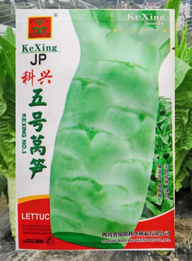 科兴五号莴笋种子耐热抗高温莴笋