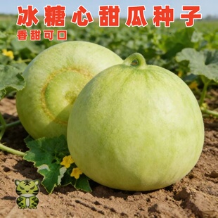 冰糖心甜瓜种子早熟甜瓜香瓜种籽肉厚味香含糖量高春季田园蔬菜孑