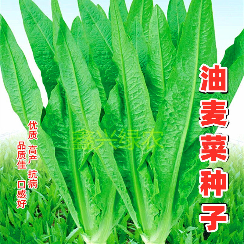清香油麦菜种子孔雀菜莴苣种籽耐寒耐热四川春夏秋冬季田园蔬菜孑