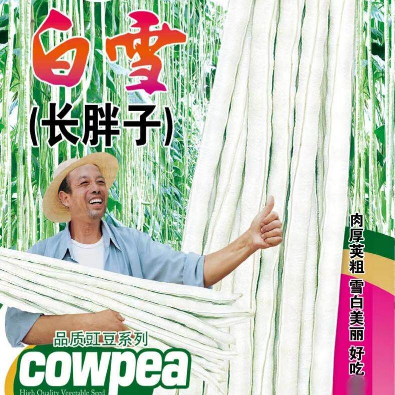 白雪长胖子豇豆种子豆角种籽厚肉江豆四川春夏秋季农家田园蔬菜孑