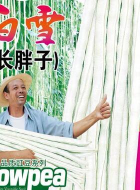 白雪长胖子豇豆种子豆角种籽厚肉江豆四川春夏秋季农家田园蔬菜孑
