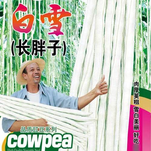 长白胖豇豆种子春季肉厚豆角种籽