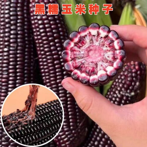 黑糯玉米种子糯香味甜紫红玉米种