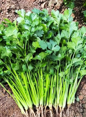 香菜种子田园盆栽蔬菜种籽小香菜