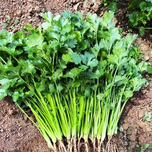 香菜种子芫荽种籽大小叶香菜种籽芫须四川春夏秋季田园盆栽蔬菜孑