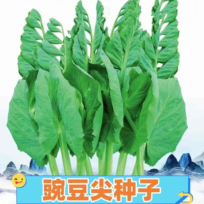 四川豌豆尖种子大无须豌豆苗种籽