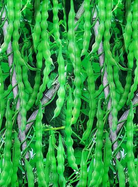 青棒肉架豆种子春播四季豆角种籽