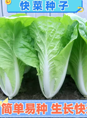 奶油快菜种子阳台田园小白菜种籽