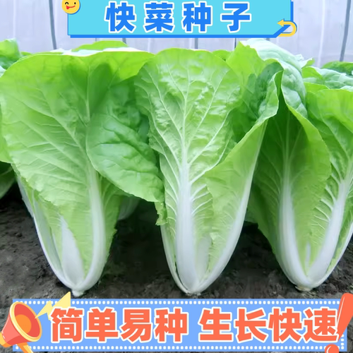 奶油快菜种子阳台田园小白菜种籽