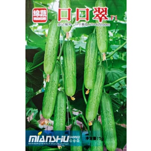 口口翠黄瓜种子强雌性杂交黄瓜种籽口感脆爽四川春季田园蔬菜种孑