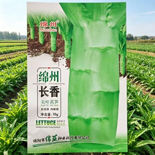尖叶香莴笋种子莴苣种籽绵州长香耐热莴窝笋四川夏秋季田园蔬菜孑