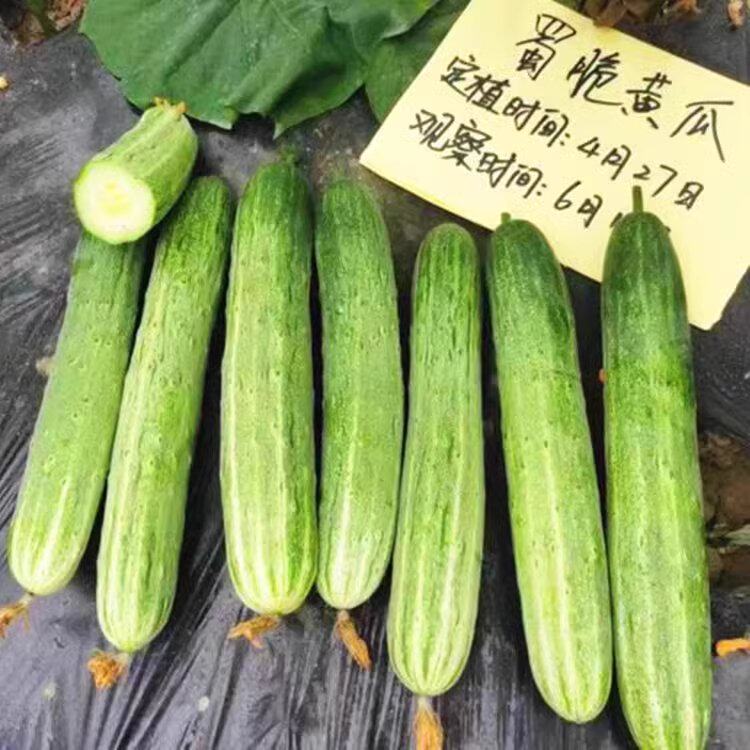 蜀脆黄瓜种子绿白黄瓜种籽杂交一代黄瓜种籽四川春季田园蔬菜种孑